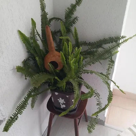 Sadba Alloggio in famiglia Gorazde